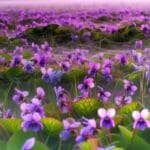 zarter blumen duft venetian violet